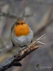 Filename=106_fotowilga~71.JPG
Filesize=239KB
Dimensions=525x700
Date added=May 09, 2019 106_fotowilga~71.JPG