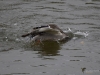 Filename=107_fotowilga~47.JPG
Filesize=258KB
Dimensions=700x525
Date added=Dec 10, 2017 107_fotowilga~47.JPG