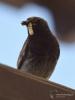 Filename=107_fotowilga~52.JPG
Filesize=221KB
Dimensions=525x700
Date added=Feb 10, 2018 107_fotowilga~52.JPG