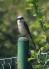 Filename=107_fotowilga~56.JPG
Filesize=226KB
Dimensions=499x700
Date added=Jan 04, 2019 107_fotowilga~56.JPG