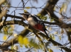 Filename=108_fotowilga~15.JPG
Filesize=123KB
Dimensions=640x476
Date added=Jan 14, 2016 108_fotowilga~15.JPG