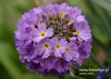 Filename=108_fotowilga~18.JPG
Filesize=84KB
Dimensions=640x457
Date added=Apr 23, 2016 108_fotowilga~18.JPG