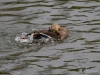 Filename=108_fotowilga~42.JPG
Filesize=291KB
Dimensions=700x525
Date added=Sep 17, 2017 108_fotowilga~42.JPG
