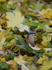 Filename=108_fotowilga~45.JPG
Filesize=282KB
Dimensions=525x700
Date added=Oct 25, 2017 108_fotowilga~45.JPG