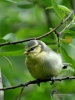 Filename=108_fotowilga~52.JPG
Filesize=267KB
Dimensions=525x700
Date added=Mar 22, 2018 108_fotowilga~52.JPG