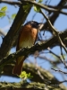 Filename=108_fotowilga~53.JPG
Filesize=243KB
Dimensions=525x700
Date added=May 01, 2018 108_fotowilga~53.JPG