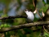 Filename=108_fotowilga~56.JPG
Filesize=270KB
Dimensions=700x525
Date added=Feb 25, 2019 108_fotowilga~56.JPG