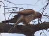 Filename=108_fotowilga~59.JPG
Filesize=243KB
Dimensions=700x525
Date added=May 05, 2019 108_fotowilga~59.JPG