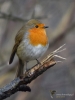 Filename=108_fotowilga~60.JPG
Filesize=242KB
Dimensions=525x700
Date added=May 25, 2019 108_fotowilga~60.JPG