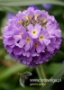 Filename=109_fotowilga~29.JPG
Filesize=67KB
Dimensions=343x480
Date added=Apr 19, 2016 109_fotowilga~29.JPG