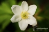 Filename=109_fotowilga~3.JPG
Filesize=92KB
Dimensions=720x480
Date added=Dec 16, 2012 109_fotowilga~3.JPG