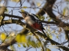 Filename=109_fotowilga~30.JPG
Filesize=120KB
Dimensions=640x475
Date added=Apr 23, 2016 109_fotowilga~30.JPG