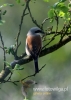 Filename=109_fotowilga~35.JPG
Filesize=58KB
Dimensions=343x480
Date added=Jul 21, 2016 109_fotowilga~35.JPG