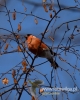 Filename=109_fotowilga~41.JPG
Filesize=74KB
Dimensions=384x480
Date added=Feb 27, 2017 109_fotowilga~41.JPG