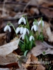 Filename=109_fotowilga~42.JPG
Filesize=62KB
Dimensions=360x480
Date added=Mar 07, 2017 109_fotowilga~42.JPG