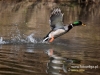 Filename=109_fotowilga~43.JPG
Filesize=109KB
Dimensions=640x480
Date added=Mar 09, 2017 109_fotowilga~43.JPG