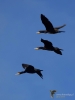 Filename=109_fotowilga~51.JPG
Filesize=170KB
Dimensions=525x700
Date added=Jan 05, 2018 109_fotowilga~51.JPG