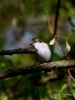 Filename=109_fotowilga~55.JPG
Filesize=233KB
Dimensions=525x700
Date added=Feb 27, 2019 109_fotowilga~55.JPG
