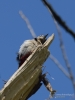 Filename=109_fotowilga~57.JPG
Filesize=203KB
Dimensions=525x700
Date added=Apr 01, 2019 109_fotowilga~57.JPG
