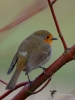 Filename=109_fotowilga~58.JPG
Filesize=235KB
Dimensions=525x700
Date added=May 26, 2019 109_fotowilga~58.JPG