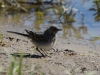 Filename=109_fotowilga~60.JPG
Filesize=289KB
Dimensions=700x525
Date added=Jun 22, 2019 109_fotowilga~60.JPG