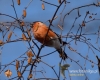 Filename=110_fotowilga~30.JPG
Filesize=94KB
Dimensions=600x480
Date added=Dec 02, 2016 110_fotowilga~30.JPG