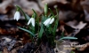Filename=110_fotowilga~36.JPG
Filesize=76KB
Dimensions=640x384
Date added=Mar 07, 2017 110_fotowilga~36.JPG