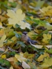 Filename=110_fotowilga~46.JPG
Filesize=272KB
Dimensions=525x700
Date added=Oct 27, 2017 110_fotowilga~46.JPG