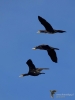 Filename=110_fotowilga~50.JPG
Filesize=177KB
Dimensions=525x700
Date added=Feb 05, 2018 110_fotowilga~50.JPG