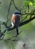 Filename=110_fotowilga~53.JPG
Filesize=226KB
Dimensions=499x700
Date added=Jan 04, 2019 110_fotowilga~53.JPG