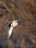 Filename=110_fotowilga~54.JPG
Filesize=218KB
Dimensions=525x700
Date added=Jan 22, 2019 110_fotowilga~54.JPG