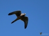 Filename=110_fotowilga~57.JPG
Filesize=205KB
Dimensions=700x525
Date added=Apr 28, 2019 110_fotowilga~57.JPG