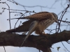 Filename=110_fotowilga~58.JPG
Filesize=244KB
Dimensions=700x525
Date added=May 01, 2019 110_fotowilga~58.JPG
