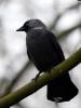 Filename=110_fotowilga~64.JPG
Filesize=203KB
Dimensions=525x700
Date added=Oct 30, 2019 110_fotowilga~64.JPG