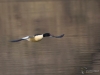 Filename=111_fotowilga~3.JPG
Filesize=216KB
Dimensions=700x525
Date added=Mar 11, 2019 111_fotowilga~3.JPG