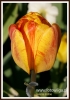 Filename=111_fotowilga~30.JPG
Filesize=191KB
Dimensions=379x540
Date added=Feb 06, 2017 111_fotowilga~30.JPG