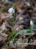 Filename=111_fotowilga~33.JPG
Filesize=61KB
Dimensions=360x480
Date added=Mar 07, 2017 111_fotowilga~33.JPG