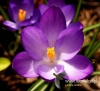 Filename=111_fotowilga~34.JPG
Filesize=86KB
Dimensions=527x480
Date added=Mar 22, 2017 111_fotowilga~34.JPG