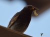 Filename=111_fotowilga~47.JPG
Filesize=207KB
Dimensions=700x525
Date added=Nov 03, 2017 111_fotowilga~47.JPG