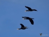 Filename=111_fotowilga~50.JPG
Filesize=163KB
Dimensions=700x525
Date added=Dec 06, 2017 111_fotowilga~50.JPG