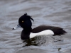 Filename=111_fotowilga~55.JPG
Filesize=221KB
Dimensions=700x525
Date added=Apr 02, 2018 111_fotowilga~55.JPG