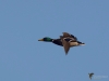 Filename=111_fotowilga~58.JPG
Filesize=167KB
Dimensions=700x525
Date added=Jan 05, 2019 111_fotowilga~58.JPG
