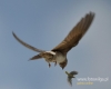 Filename=112_fotowilga~18.JPG
Filesize=59KB
Dimensions=600x480
Date added=Nov 10, 2015 112_fotowilga~18.JPG