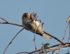 Filename=112_fotowilga~26.JPG
Filesize=80KB
Dimensions=617x480
Date added=Mar 06, 2016 112_fotowilga~26.JPG