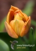 Filename=112_fotowilga~28.JPG
Filesize=57KB
Dimensions=343x480
Date added=May 08, 2016 112_fotowilga~28.JPG