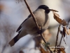 Filename=112_fotowilga~35.JPG
Filesize=71KB
Dimensions=640x480
Date added=Nov 30, 2016 112_fotowilga~35.JPG