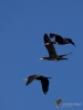 Filename=112_fotowilga~49.JPG
Filesize=170KB
Dimensions=525x700
Date added=Feb 08, 2018 112_fotowilga~49.JPG