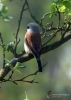 Filename=112_fotowilga~58.JPG
Filesize=223KB
Dimensions=499x700
Date added=Feb 03, 2019 112_fotowilga~58.JPG