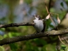 Filename=112_fotowilga~60.JPG
Filesize=242KB
Dimensions=700x525
Date added=Feb 26, 2019 112_fotowilga~60.JPG
