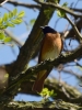 Filename=112_fotowilga~61.JPG
Filesize=265KB
Dimensions=525x700
Date added=Mar 03, 2019 112_fotowilga~61.JPG